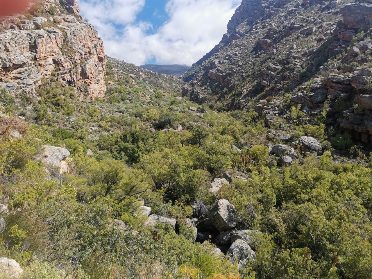 Fynbos-covered slopes higher up the kloof