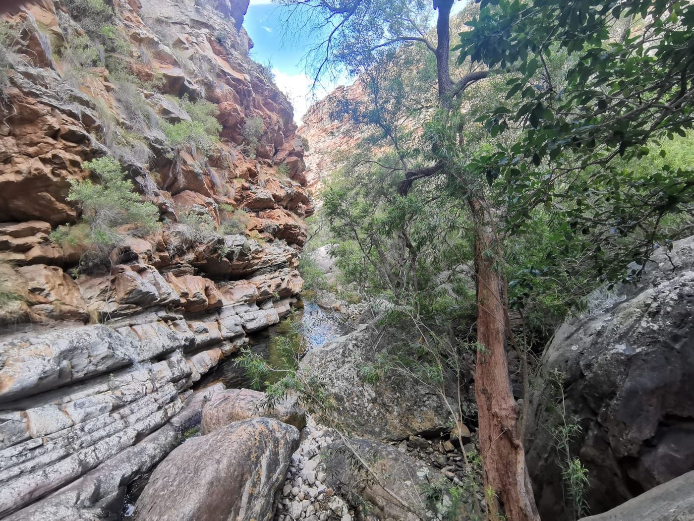 The narrow gorge with a tree and rock walls