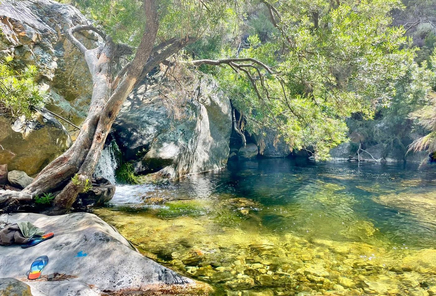The clear rock pool under an old tree